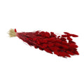 Droogbloemen - Lagurus Rood