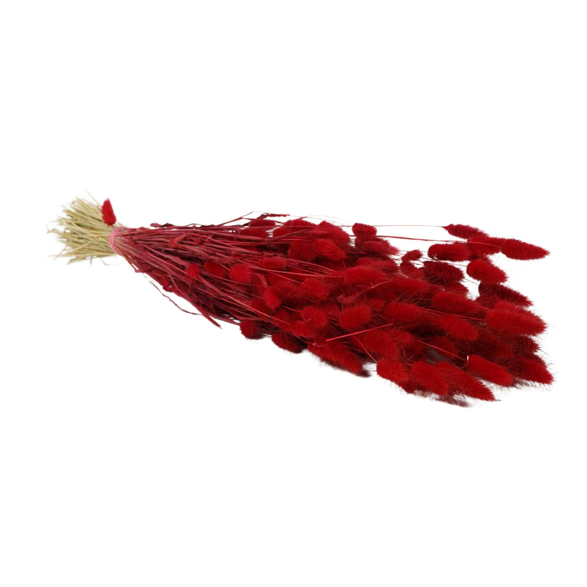 Droogbloemen - Lagurus Rood
