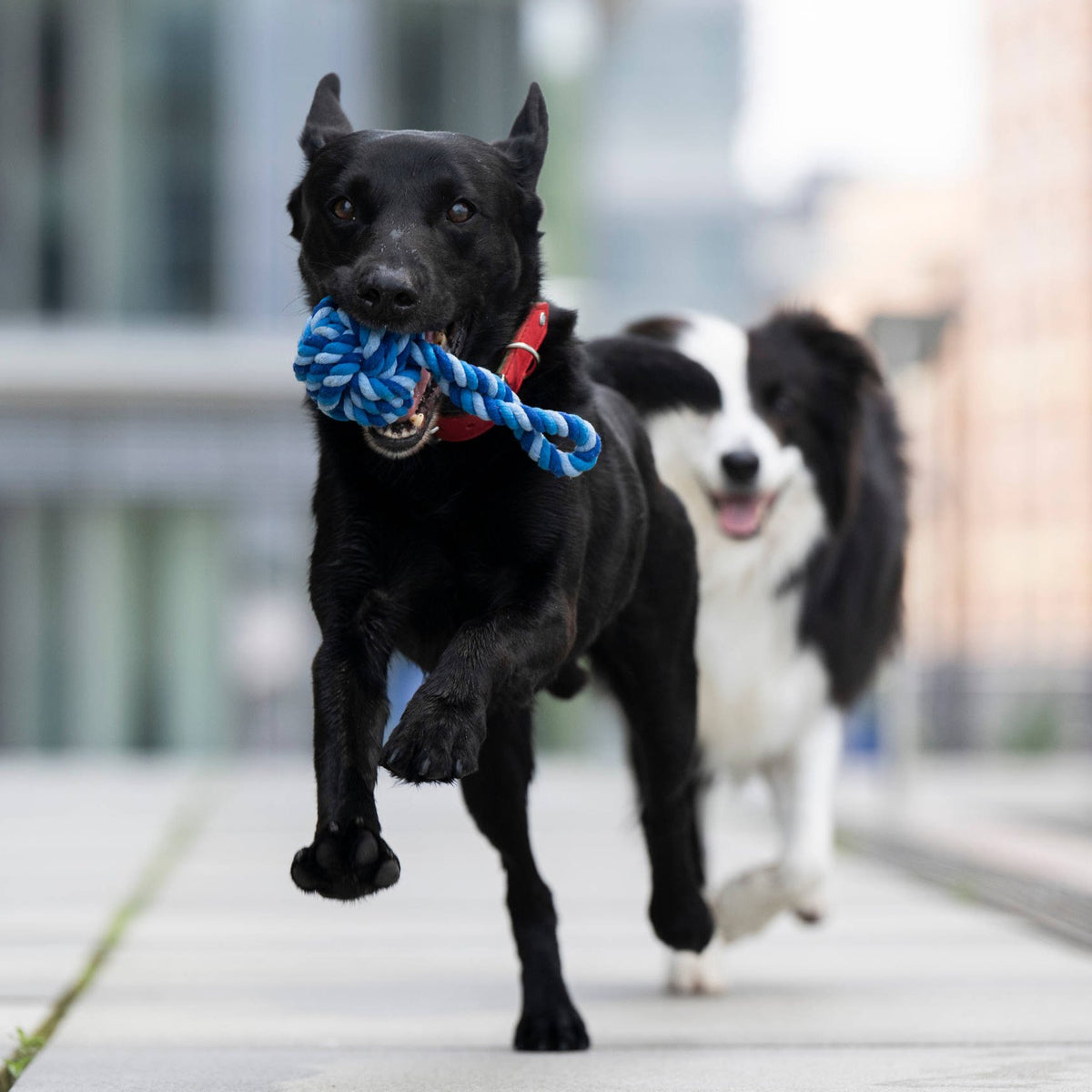 Maxi Sling Ball - cultspeelgoed voor honden