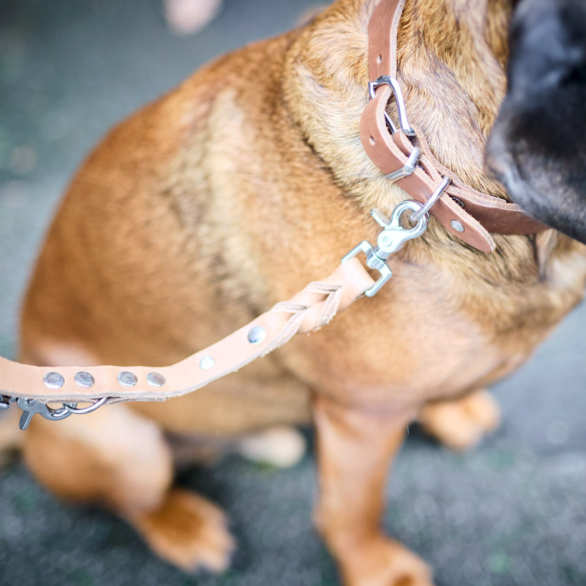 Giro leren halsband voor honden