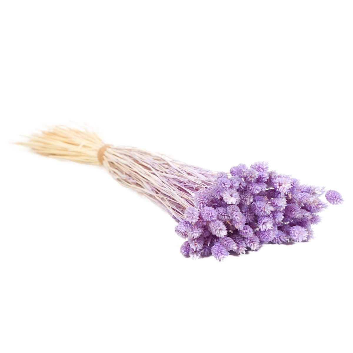 Gedroogde bloemen - Phalaris Lila