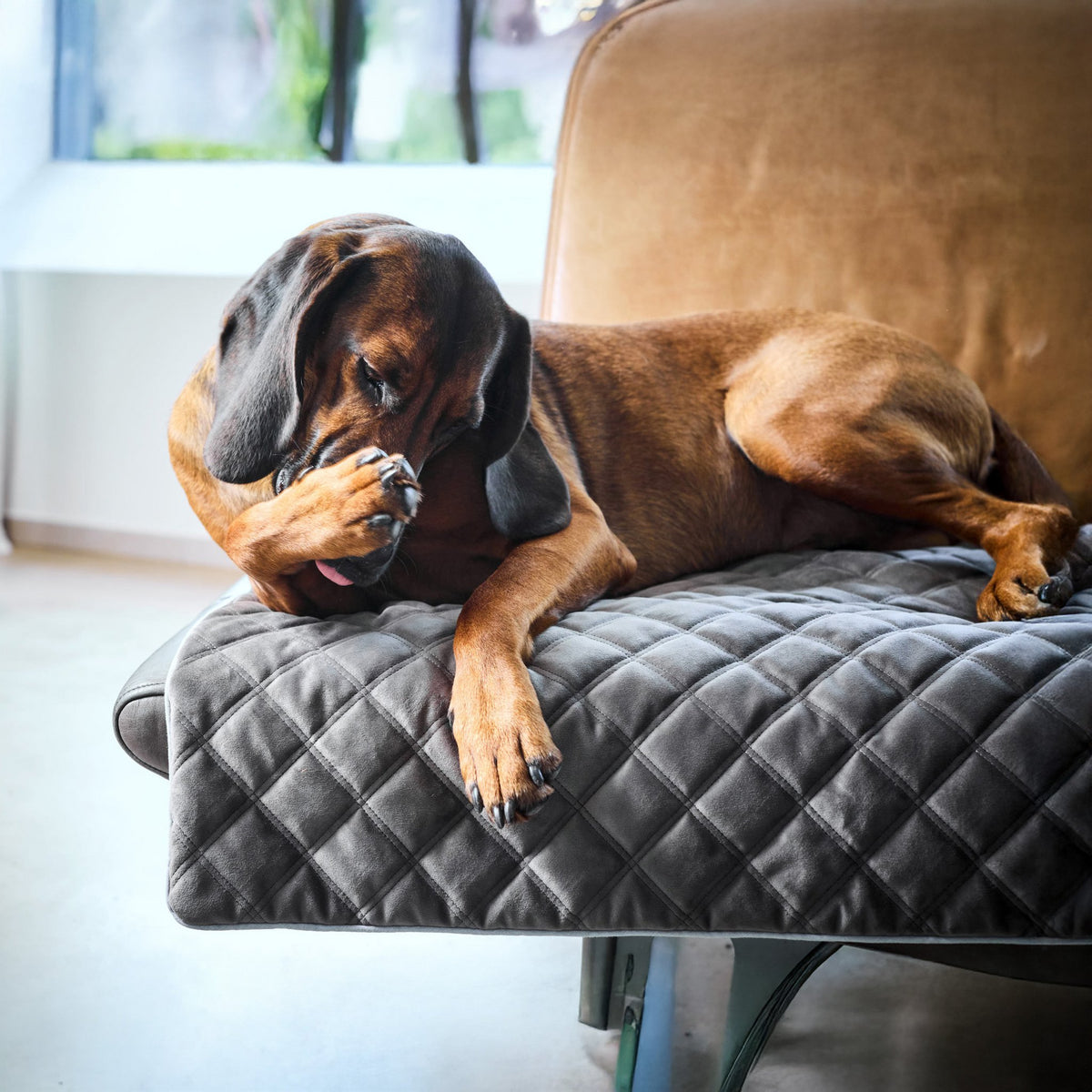 Oxford fluwelen deken voor honden