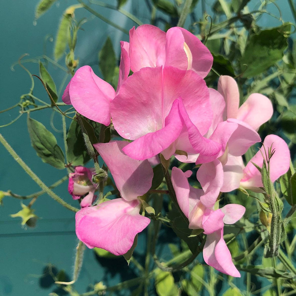Bloemenzaden 'Geluk zaaien'