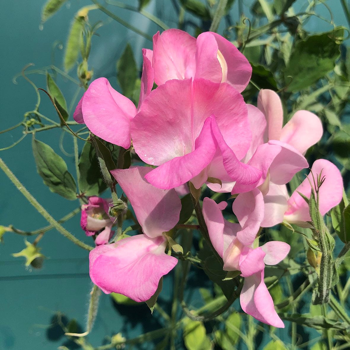 Bloemenzaden 'Geluk zaaien'
