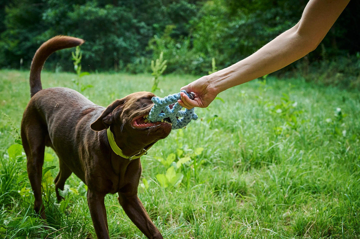Skipper - cultspeelgoed voor honden
