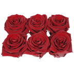 Rose Standaard W-Box 6 Rood