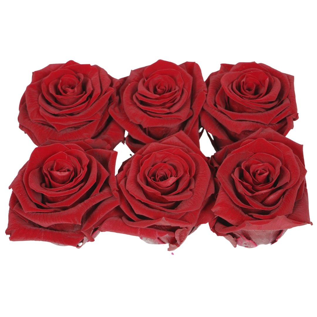 Rose Standaard W-Box 6 Rood