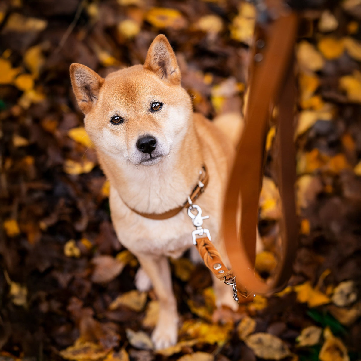 Giro leren halsband voor honden