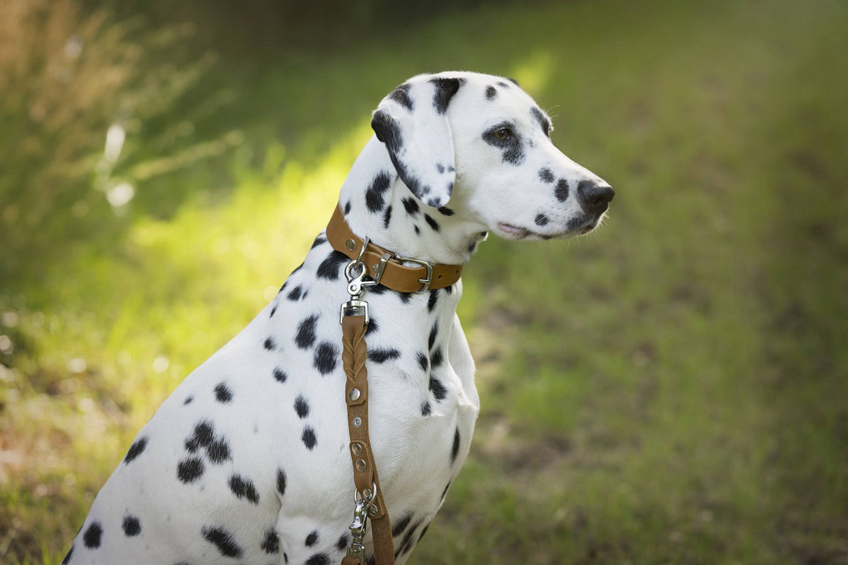 Giro leren halsband voor honden