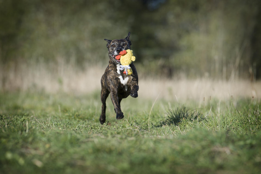 Emma eend - cultspeelgoed voor honden