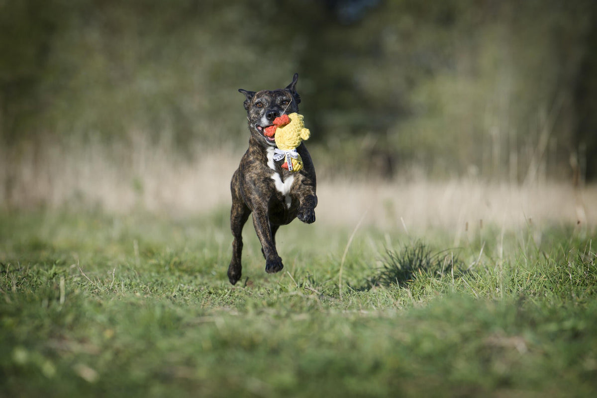 Emma eend - cultspeelgoed voor honden