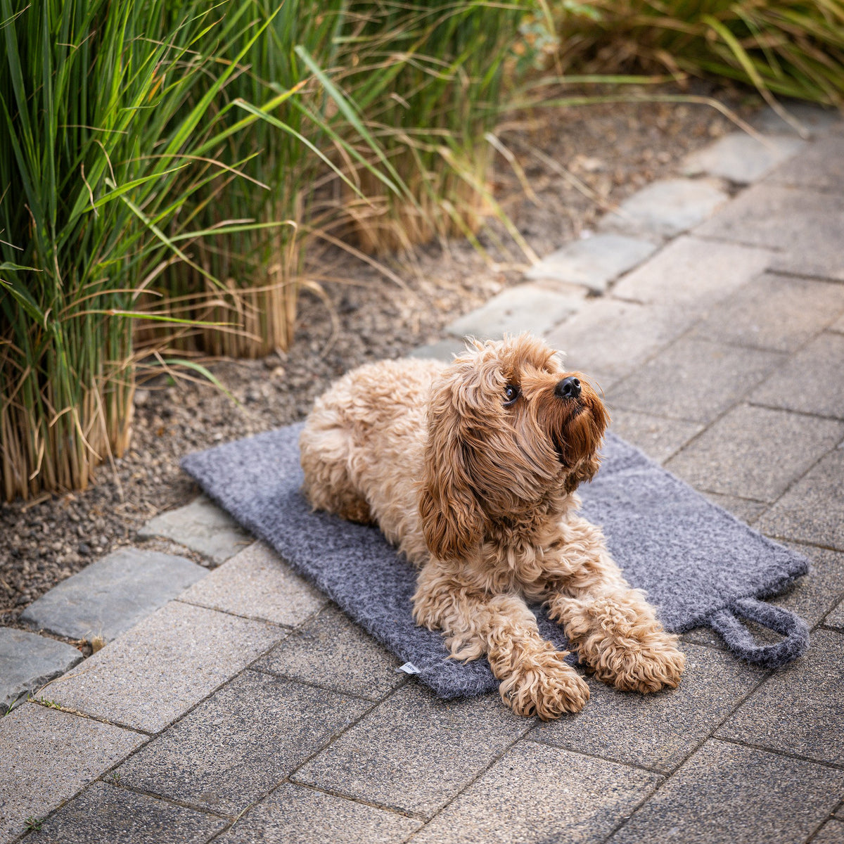 Opvouwbare reisdeken voor honden – Feltro