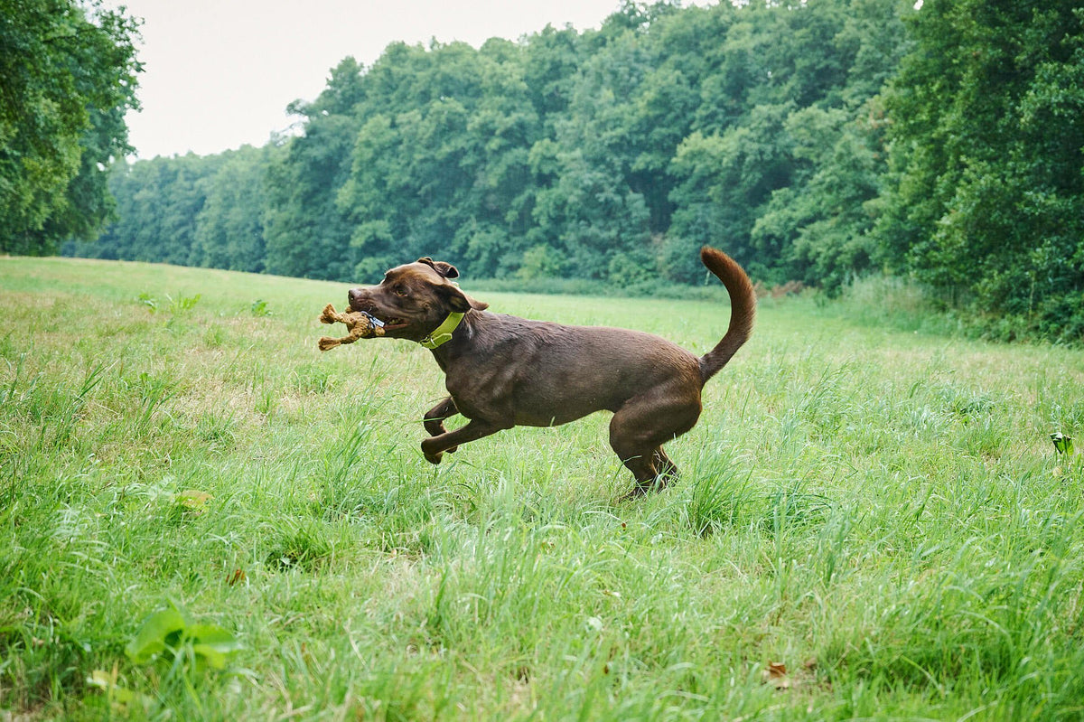 Heinrich Rabbit - cultspeelgoed voor honden