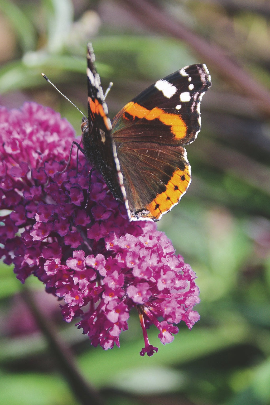 Bloemen in potten