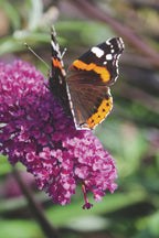 Bloemen in potten