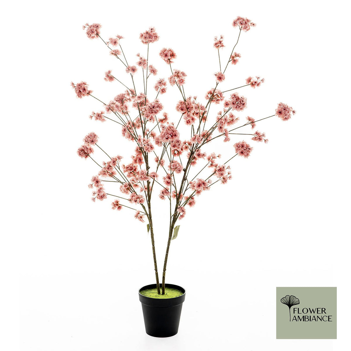 Prunus Malaga tree old pink 165cm