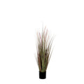 Dogtail gras paars in plastic pot