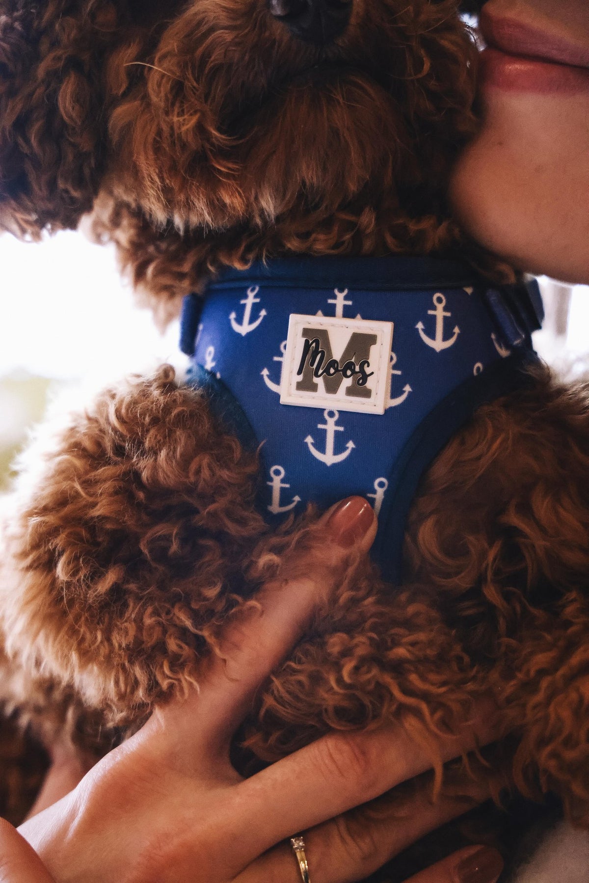 Honden harnas Blue Anchor