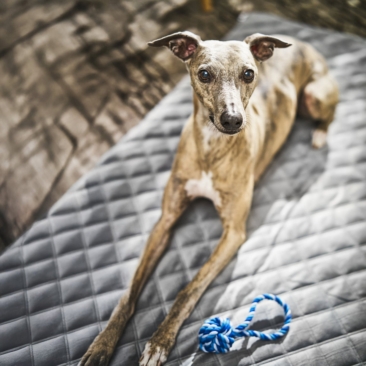 Oxford fluwelen deken voor honden