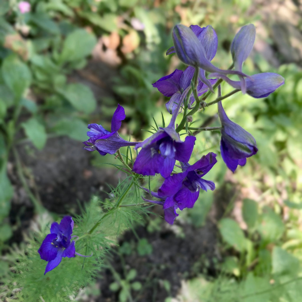 Bloemenzaden 'Plezier zaaien'