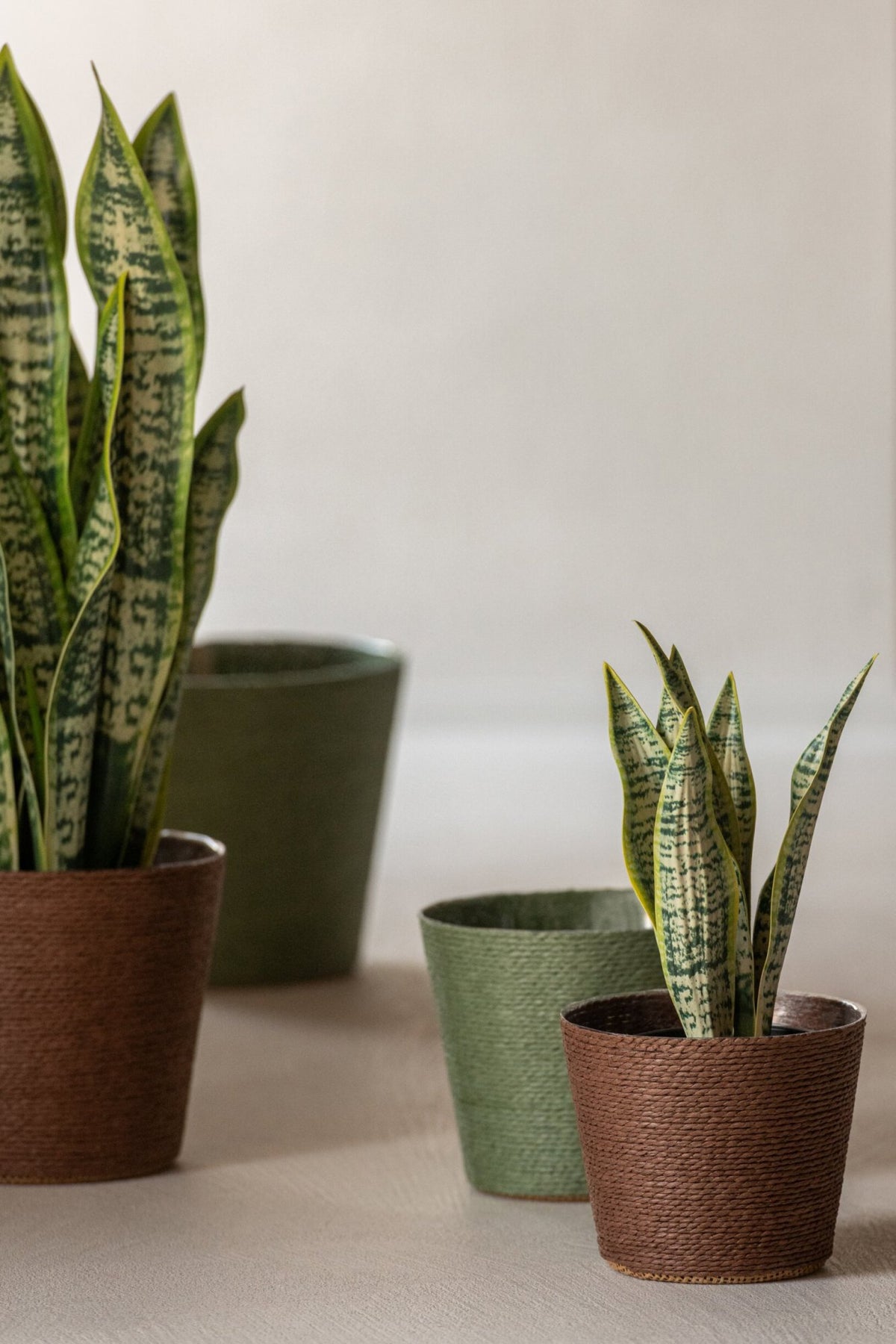 J-Line Dracaena Trifasciata In Pot Kunstmatig Groen Medium