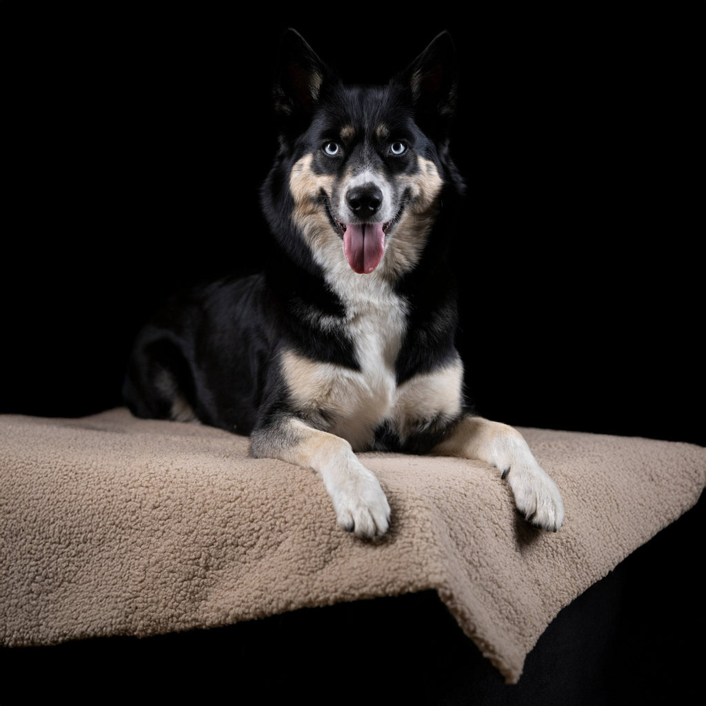 Teddy reis- en outdoordeken voor honden