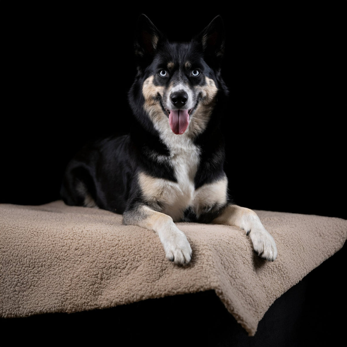 Teddy reis- en outdoordeken voor honden
