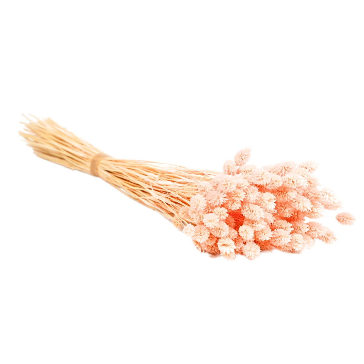 Gedroogde bloemen Phalaris Roze Pastel