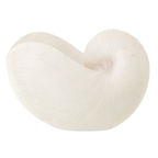 J-Line decoratie Schelp - polyresin - wit