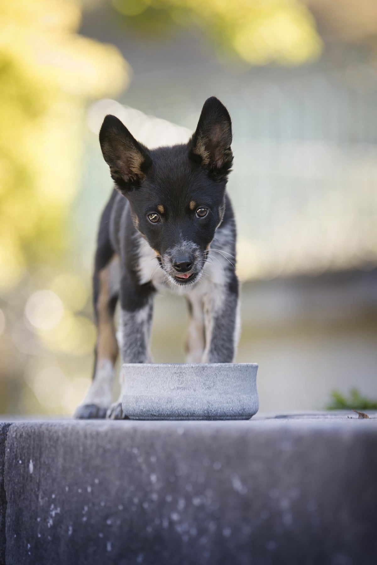 Rocky - elegante voerbak voor honden en katten