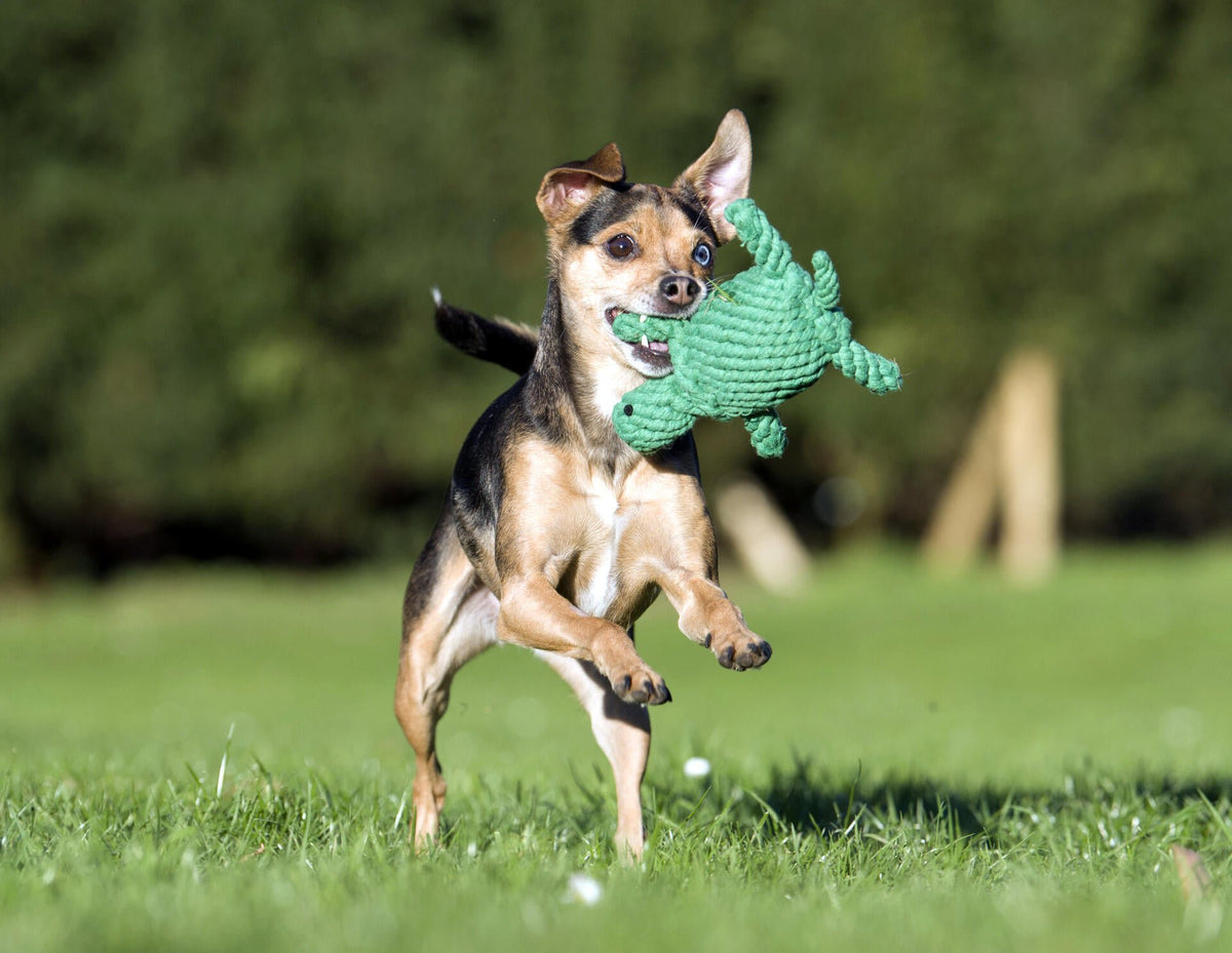 Tina Turtle - cultspeelgoed voor honden