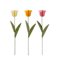 Bijsteker tulp wit geel roze 3 assorti