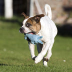 Didi Delfin - cultspeelgoed voor honden