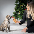 Rudi Rendier - cultspeelgoed voor honden
