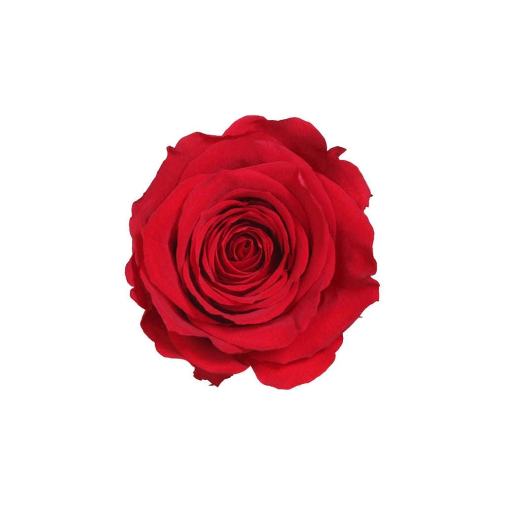 Rose Standaard W-Box 6 Rood