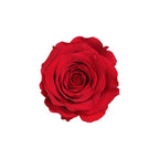 Rose Standaard W-Box 6 Rood
