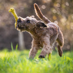Greta Giraffe - cultspeelgoed voor honden
