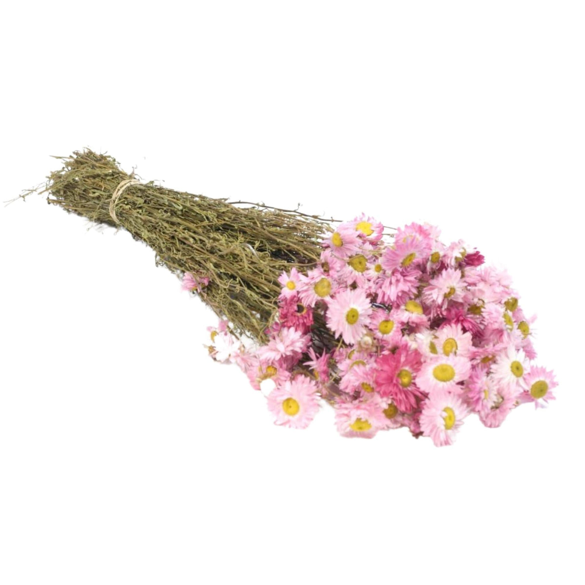 Gedroogde bloemen - Acroclinium roze