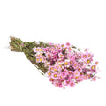 Droogbloemen - Rodanthe Natuurlijk Roze