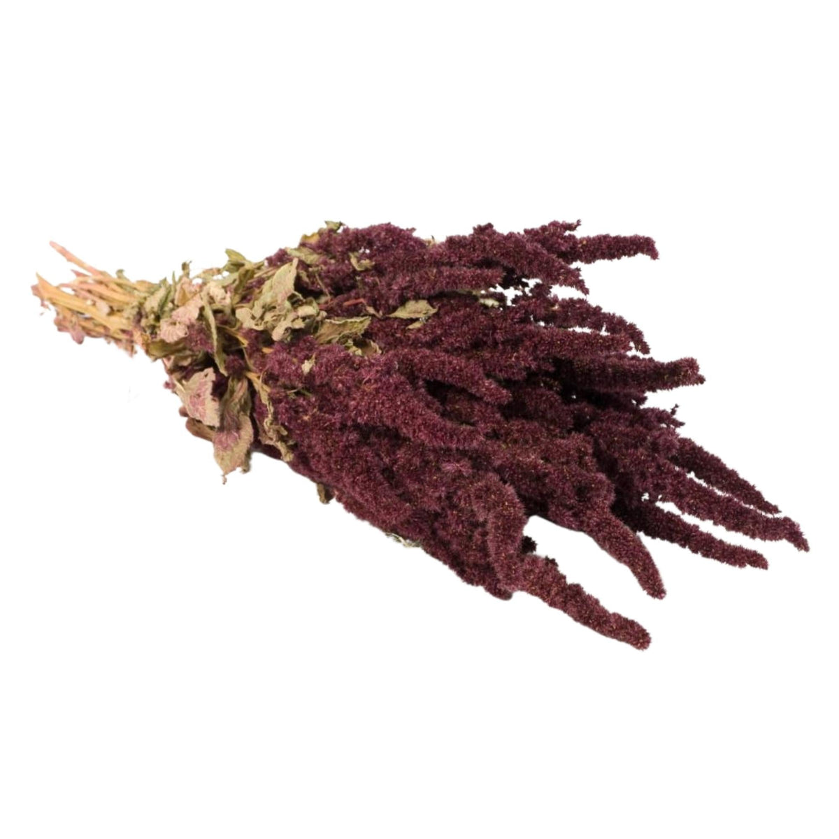 Gedroogde bloemen - Amaranthus natuurlijk rood