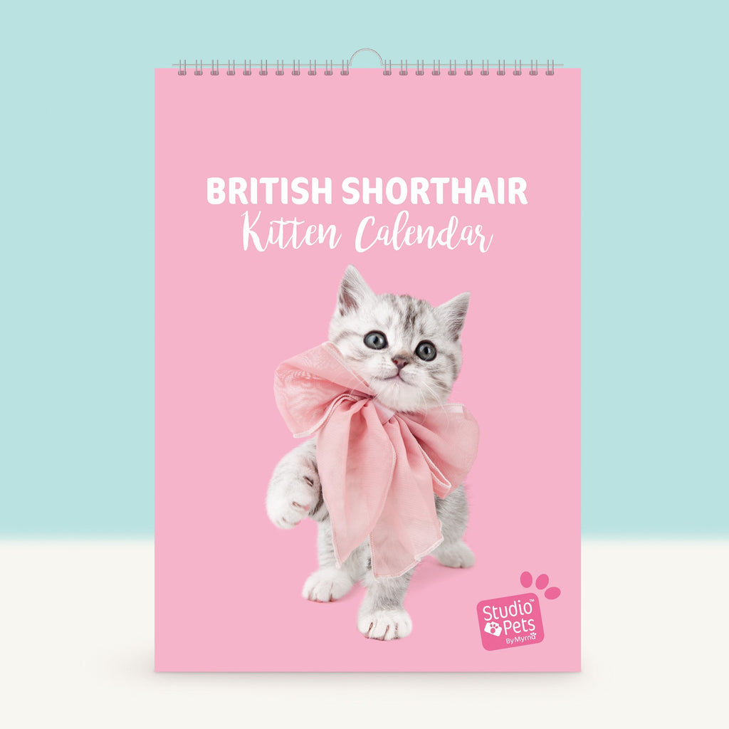 Studio Pets Verjaardagskalender Brits Korthaar kitten