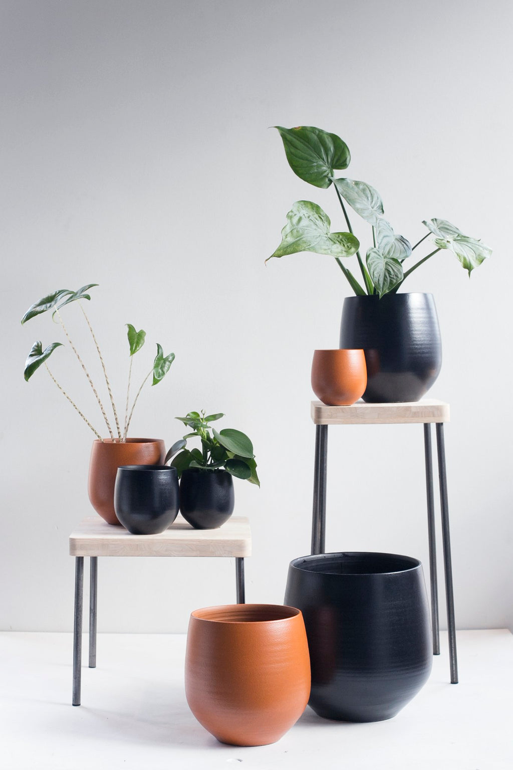 Caisa plantentafel