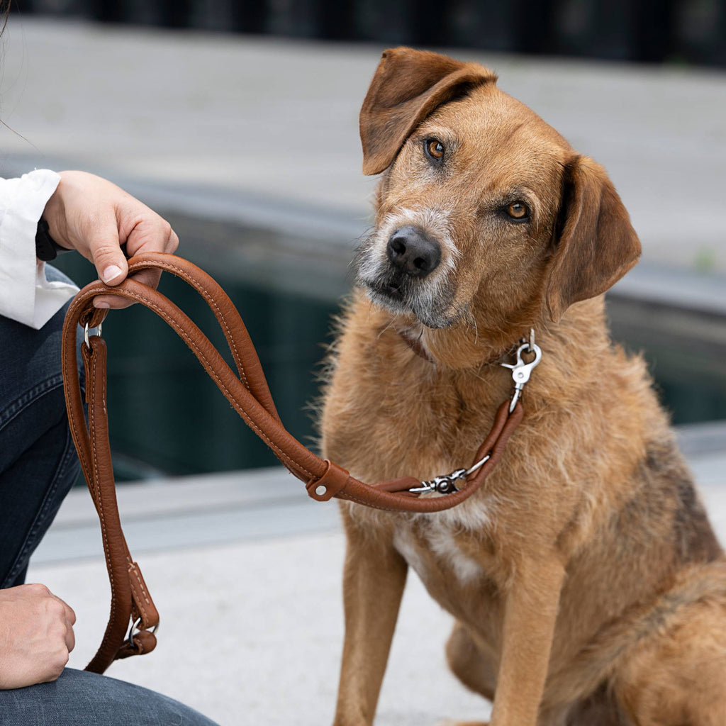 Amici - Elegante ronde riem voor modebewuste hondenliefhebbers
