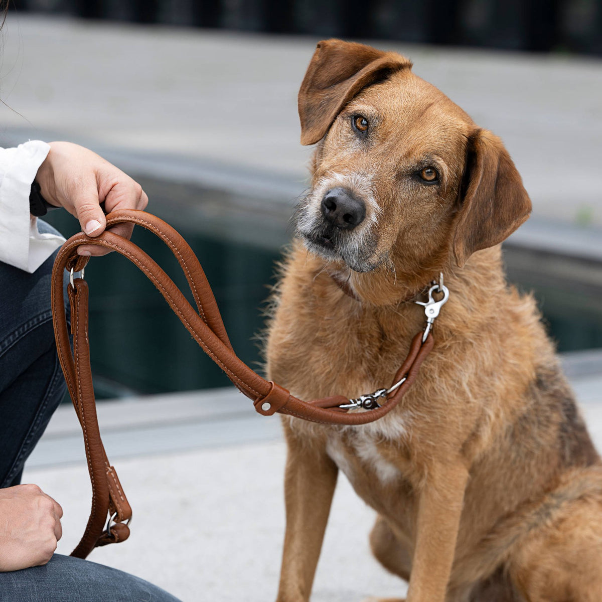 Amici - Elegante ronde riem voor modebewuste hondenliefhebbers