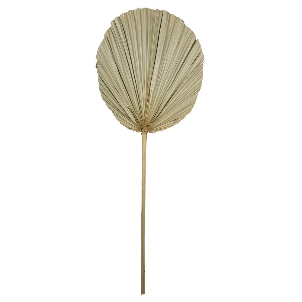 *palmblad tak gedroogd 50cm*