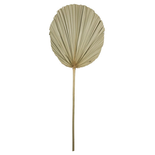 *palmblad tak gedroogd 50cm*