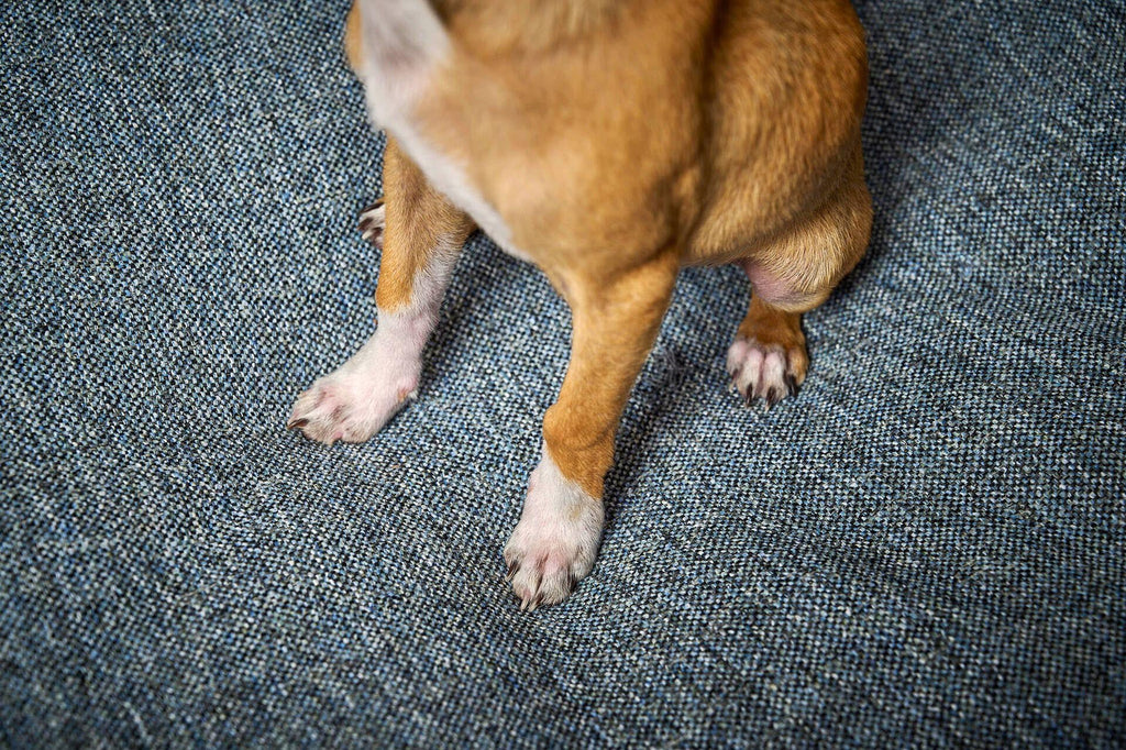 Scala Klassieke Hundebett