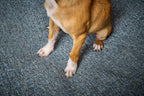 Scala Klassieke Hundebett
