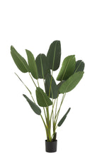 J-Line Strelitzia Plastiek Groen Medium