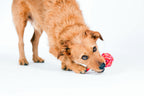 Mini-slingbal - cultspeelgoed voor honden